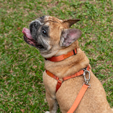 Coleira para Cachorro Aquarela Tangerina